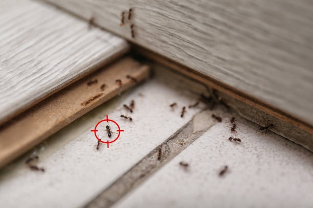 Best Pest Control Near Me in Oelwein, IA